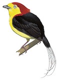 Wire-tailed Manakin Illustration