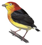 Band-tailed Manakin Illustration