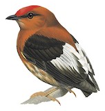 Club-winged Manakin Illustration