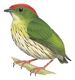 Kinglet Manakin Illustration