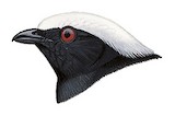 White-crowned Manakin Illustration