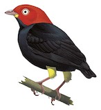 Red-capped Manakin Illustration