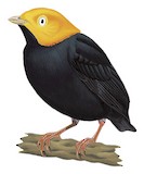 Golden-headed Manakin Illustration