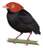 Red-headed Manakin Illustration