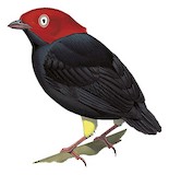 Round-tailed Manakin Illustration