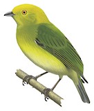 Yellow-headed Manakin Illustration