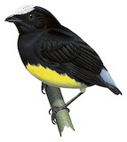 Orange-bellied Manakin Illustration