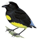 White-fronted Manakin Illustration