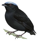 Blue-capped Manakin Illustration