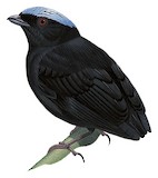 Velvety Manakin Illustration