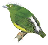 Snow-capped Manakin Illustration