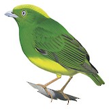 Golden-crowned Manakin Illustration