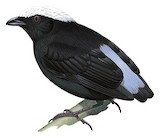 Blue-rumped Manakin Illustration