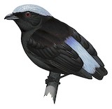 Cerulean-capped Manakin Illustration