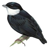 White-ruffed Manakin Illustration