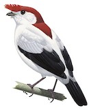 Araripe Manakin Illustration