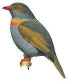 Red-banded Fruiteater Illustration