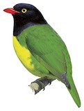 Black-chested Fruiteater Illustration