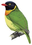 Orange-breasted Fruiteater Illustration