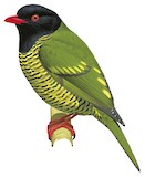 Barred Fruiteater Illustration