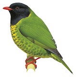 Band-tailed Fruiteater Illustration