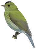 Grey-tailed Piha Illustration