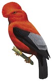 Andean Cock-of-the-rock Illustration