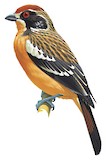 Rufous-tailed Plantcutter Illustration