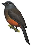 Chestnut-bellied Cotinga Illustration