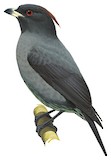 Red-crested Cotinga Illustration