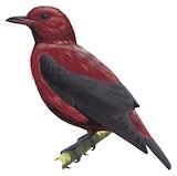 Crimson Fruitcrow Illustration