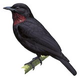 Purple-throated Fruitcrow Illustration