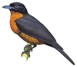 Red-ruffed Fruitcrow - Pyroderus scutatus - Birds of the World