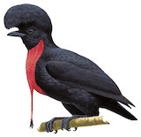 Bare-necked Umbrellabird Illustration