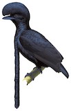 Long-wattled Umbrellabird Illustration