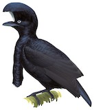 Amazonian Umbrellabird Illustration