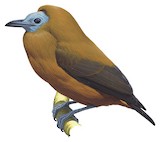 Capuchinbird Illustration