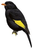 Black-and-gold Cotinga Illustration