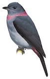 Rose-collared Piha Illustration