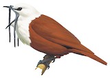 Three-wattled Bellbird Illustration