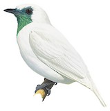 Bare-throated Bellbird Illustration