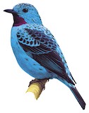 Spangled Cotinga Illustration