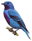 Lovely Cotinga Illustration