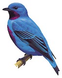 Turquoise Cotinga Illustration