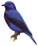 Banded Cotinga Illustration