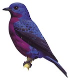 Purple-breasted Cotinga Illustration