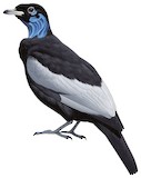 Bare-necked Fruitcrow Illustration