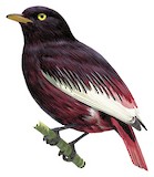 Pompadour Cotinga Illustration