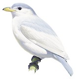 Yellow-billed Cotinga Illustration