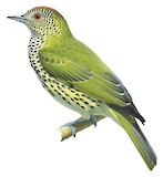 Sharpbill Illustration